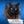 Handgemaltes Haustierportrait auf XXL-Leinwand im Ink Stil