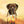 Handgemaltes Haustierportrait auf XXL-Leinwand im Exposure Stil