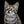 Handgemaltes Haustierportrait auf Handyhülle im Gold Stil