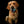 Handgemaltes Haustierportrait auf Handyhülle im Gold Stil