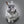Handgemaltes Haustierportrait auf XXL-Leinwand im Realistischen Stil
