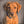 Handgemaltes Haustierportrait als Digitale Datei im Realistischen Stil
