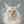 Handgemaltes Haustierportrait als Digitale Datei im Smoke Stil