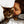 Handgemaltes Haustierportrait auf XXL-Leinwand im Wasserfarben Stil